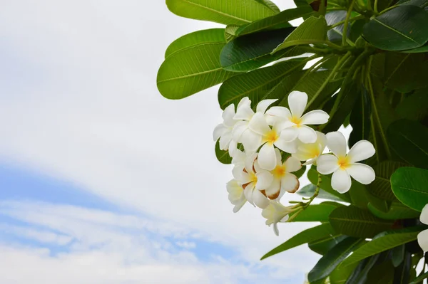 Plumeria Květiny Kvetoucí Plumeria Stromu — Stock fotografie