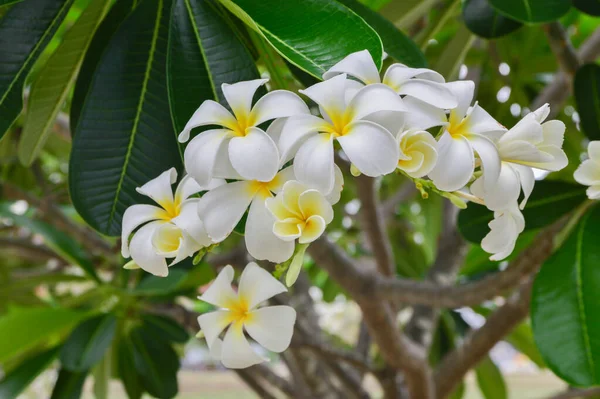 Plumeria Flores Que Florecen Árbol Plomería —  Fotos de Stock