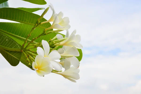 Plumeria Fleurs Fleurissant Sur Plumeria — Photo