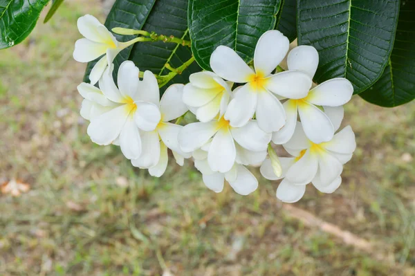 Plumeria Flores Que Florecen Árbol Plomería —  Fotos de Stock