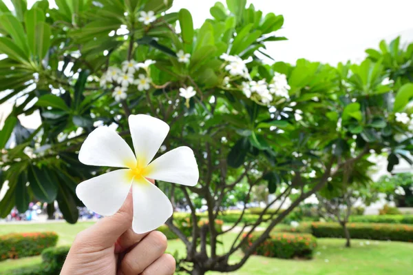 Une Main Tenant Plumeria Fleur — Photo