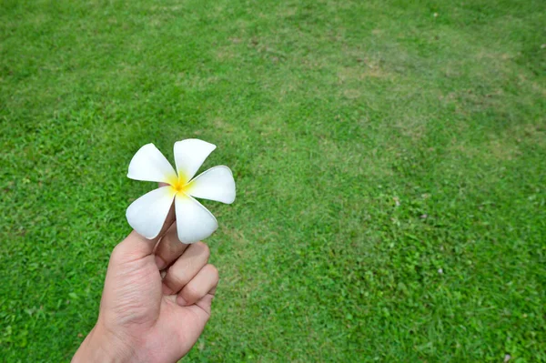 Uma Mão Segurando Flor Plumeria — Fotografia de Stock