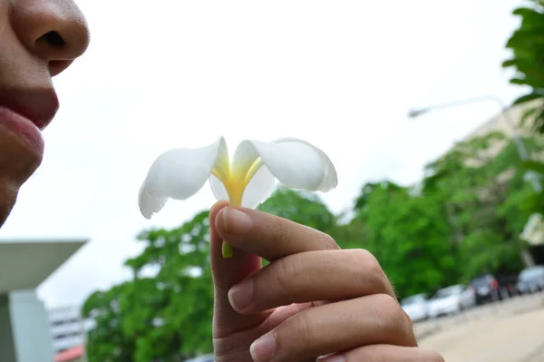 Homem Está Olhar Para Flor Plumeria — Fotografia de Stock