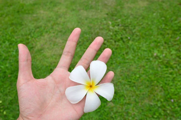 Uma Mão Segurando Flor Plumeria — Fotografia de Stock