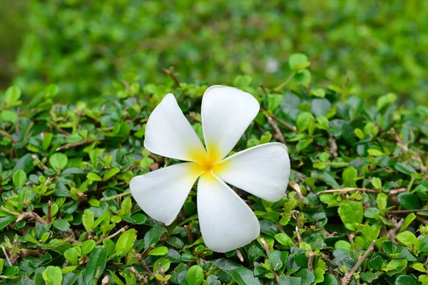 Plumeria Fleur Sur Feuilles Vertes — Photo