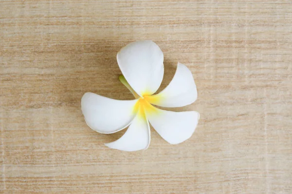 Plumeria Fleurs Sur Fond Céramique Marron — Photo