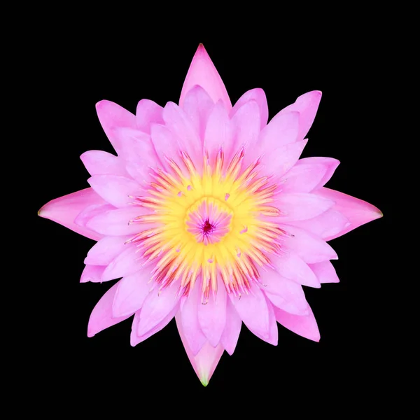 Pink lotus flower on black background. Top view