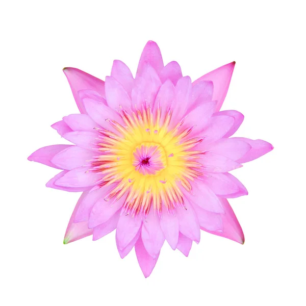 Pink Lotus Flower White Background Top View — Stock Photo, Image