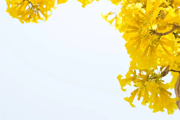 Papel Parede Branco Com Flores Amarelas Quadro Fundo — Fotografia de Stock