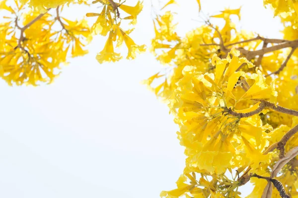 Flores Amarillas Sobre Fondo Blanco Para Insertar Texto Seleccionar Enfoque — Foto de Stock