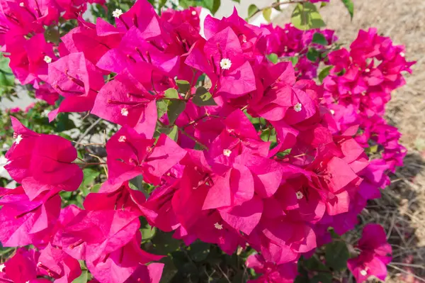 Bugainvillea Blomma Välj Fokus Ljus — Stockfoto