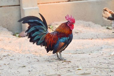 Çiftlikte koşuşturan kırmızı horoz