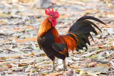 Çiftlikte koşuşturan kırmızı horoz