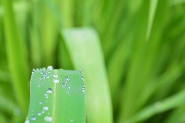 Sabah yeşil yaprak üzerine yumuşak güneş ışığı ile su damlasının odak noktasını seçin