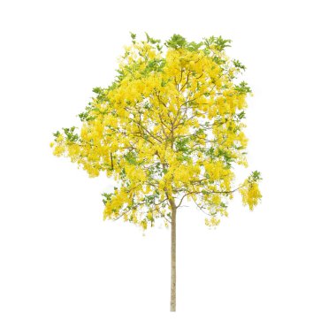 Altın duş ağacı (Cassia fistula), Tayland 'ın kuzeyinde yalıtılmış tropikal ağaç.