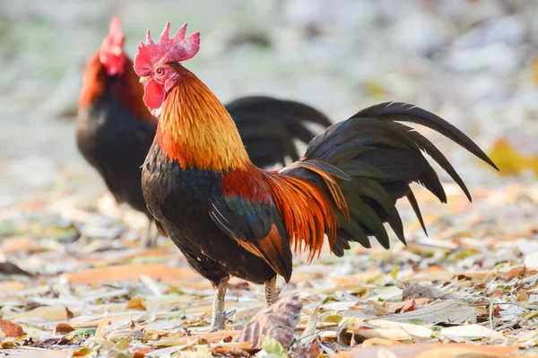 stock image Red Cock Running Around The Farm