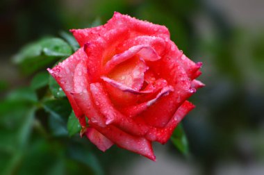 Kırmızı gül, yaklaş.