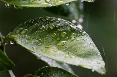 Yaprakları kapayın ve yağmurlu bir günde su damlatın. odak seç.