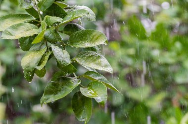 Yağmur gününde yeşil yapraklar ve su damlaları düşer. odak seç.