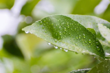 Yaprakları kapayın ve yağmurlu bir günde su damlatın. odak seç.
