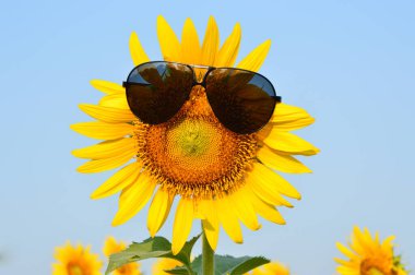 Tatilde güneş gözlüklü ayçiçeği
