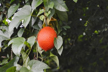 Ağacın üstünde Gac meyvesi