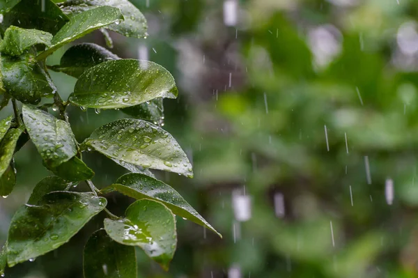 Πράσινα Φύλλα Και Νερό Πέφτουν Την Ημέρα Της Βροχής Επιλογή — Φωτογραφία Αρχείου