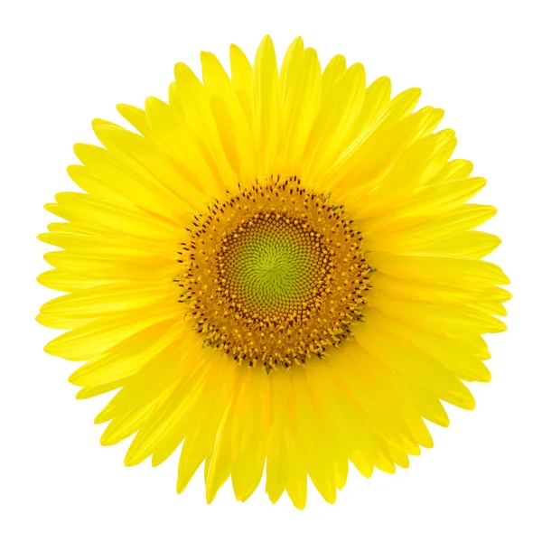 Sunflower Isolated White Background — Stock Photo, Image