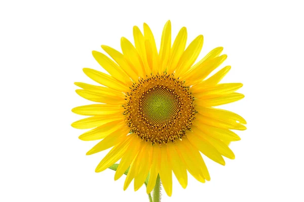 Piękny Słonecznik Tajlandii Słoneczniki Polu — Zdjęcie stockowe