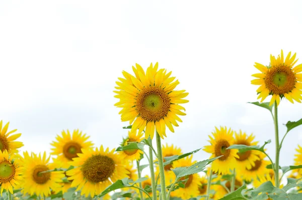 Piękny Słonecznik Tajlandii Słoneczniki Polu — Zdjęcie stockowe