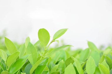 Beyaz arka planlı yeşil bahar izni taze ve yeşil yapraklar seçici odak ve bulanık arkaplan
