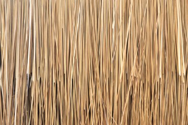 Blady grass texture background ,Imperata cylindrica texture background clipart