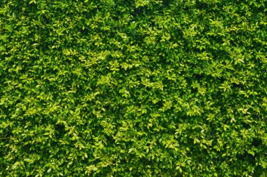 Yeşil Yapraklar arka plan, Doğa Yaprak Duvarı