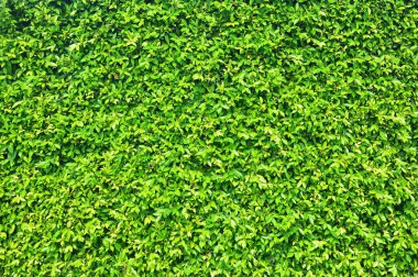 yeşil yapraklar arkaplan ve doku