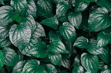 Yeşil yapraklı duvar kağıdı Doğal arkaplan