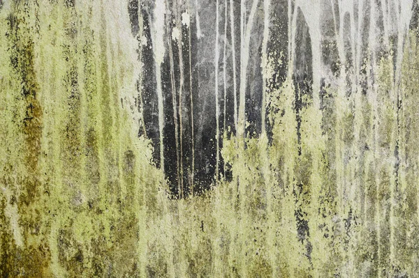 雨季老墙上的苔藓背景 — 图库照片