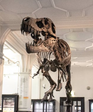 İngiltere 'deki ulusal müzede dinozor iskeleti