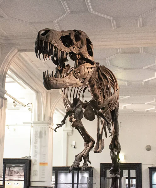 Dinosaur Skeleton National Museum England — Stock Photo, Image