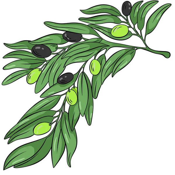 Olive Branch Green Black Olives White Background — Stock Photo, Image