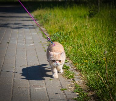 Egzotik kedi yürümek üstünde a kira kontratı