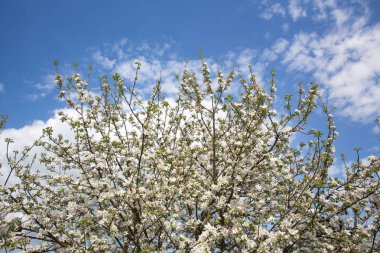 Bahar çiçekli elma ağacı
