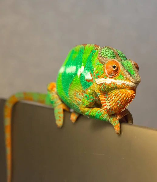 Panther Chameleon closeup — Stock Photo, Image