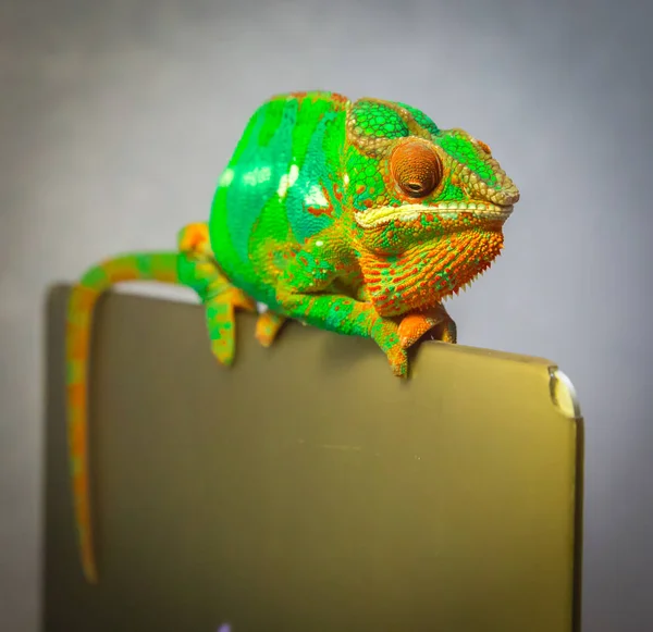 Panter Chameleon closeup — Stock fotografie