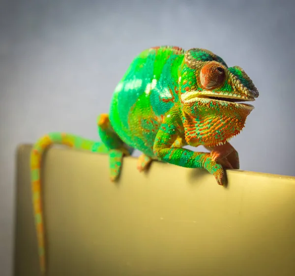 Panter Chameleon closeup — Stock fotografie