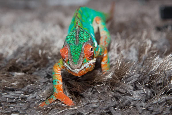 colorful panther chameleon goes ahead