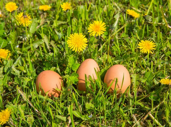 Three eggs lie in a meadow among dandelions — Stock Photo, Image