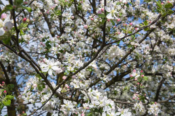 Frühjahrsblühender Apfelbaum — Stockfoto