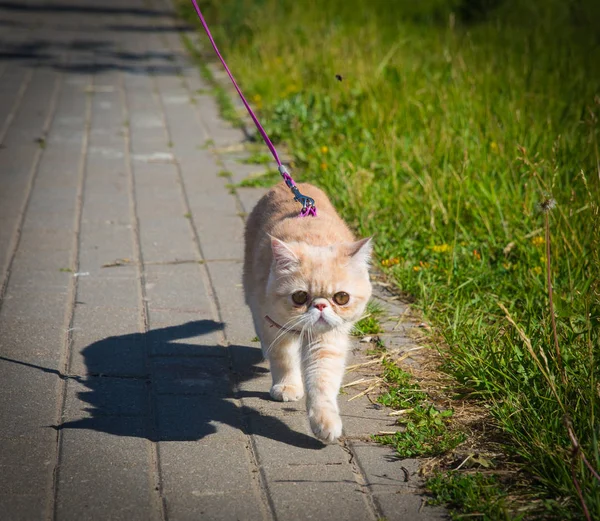 Egzotikus macska séta-ra egy póráz Jogdíjmentes Stock Képek
