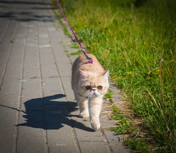 Exotische Katze läuft an der Leine lizenzfreie Stockbilder