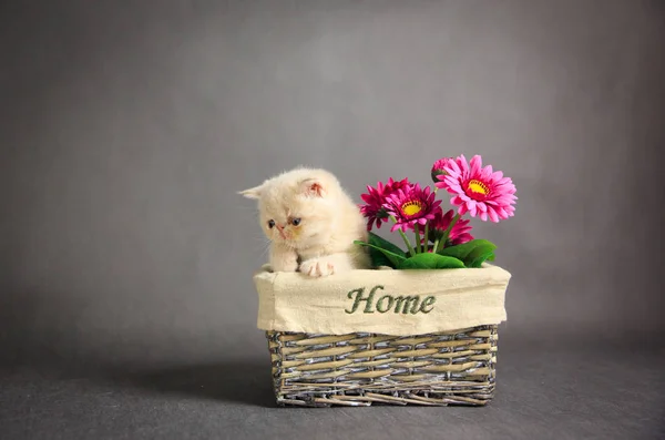 Little exotic kitten  on a grey background with flower on basket
